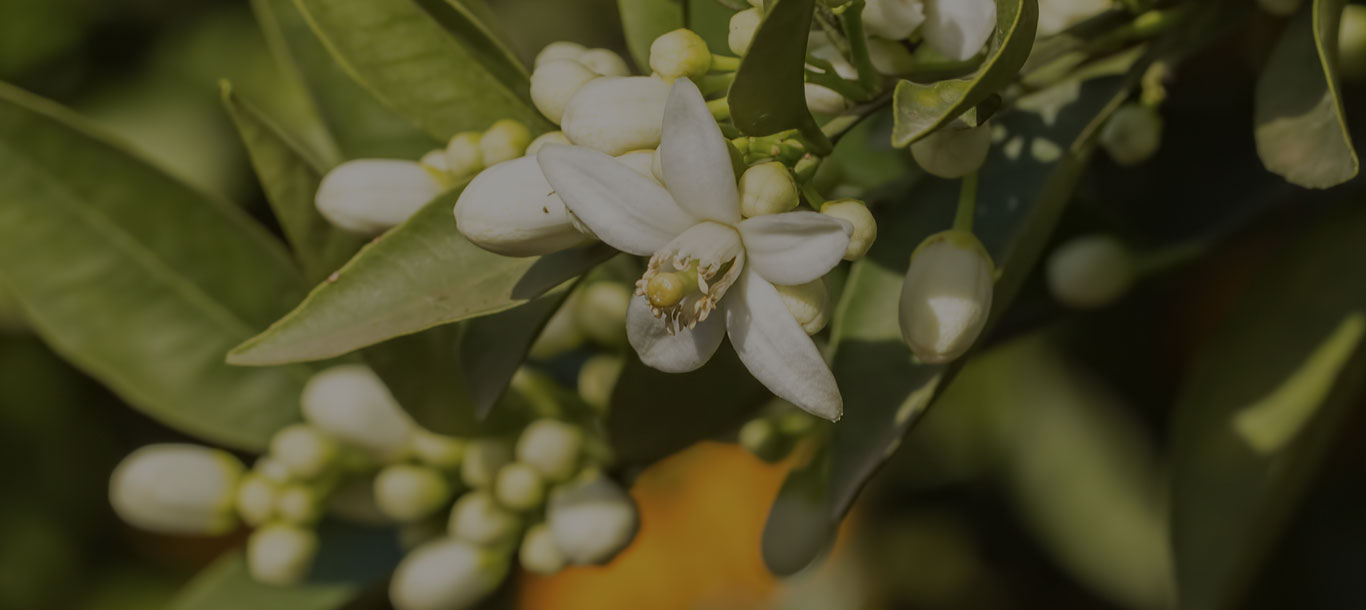 Azahar, nota floral del naranjo en identidad olfativa