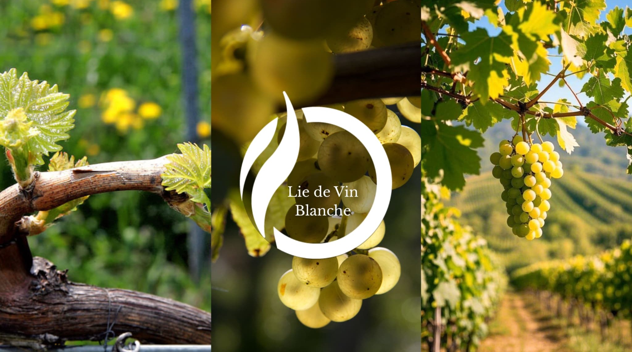 Notas Olfativas Lie de Vin Blanche Centro de Inteligencia Sensorial Notas Olfativas Lie de Vin Blanche Centro de Inteligencia Sensorial