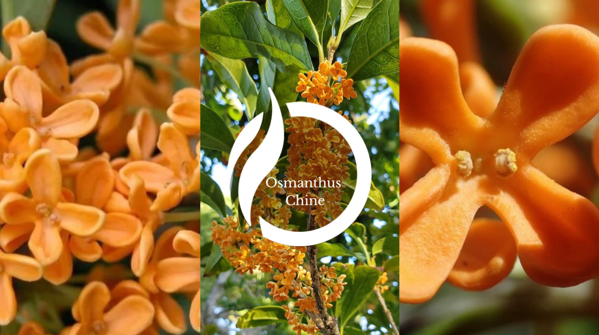 Notas Olfativas Osmanthus China Centro de Inteligencia Sensorial Notas Olfativas Osmanthus China Centro de Inteligencia Sensorial