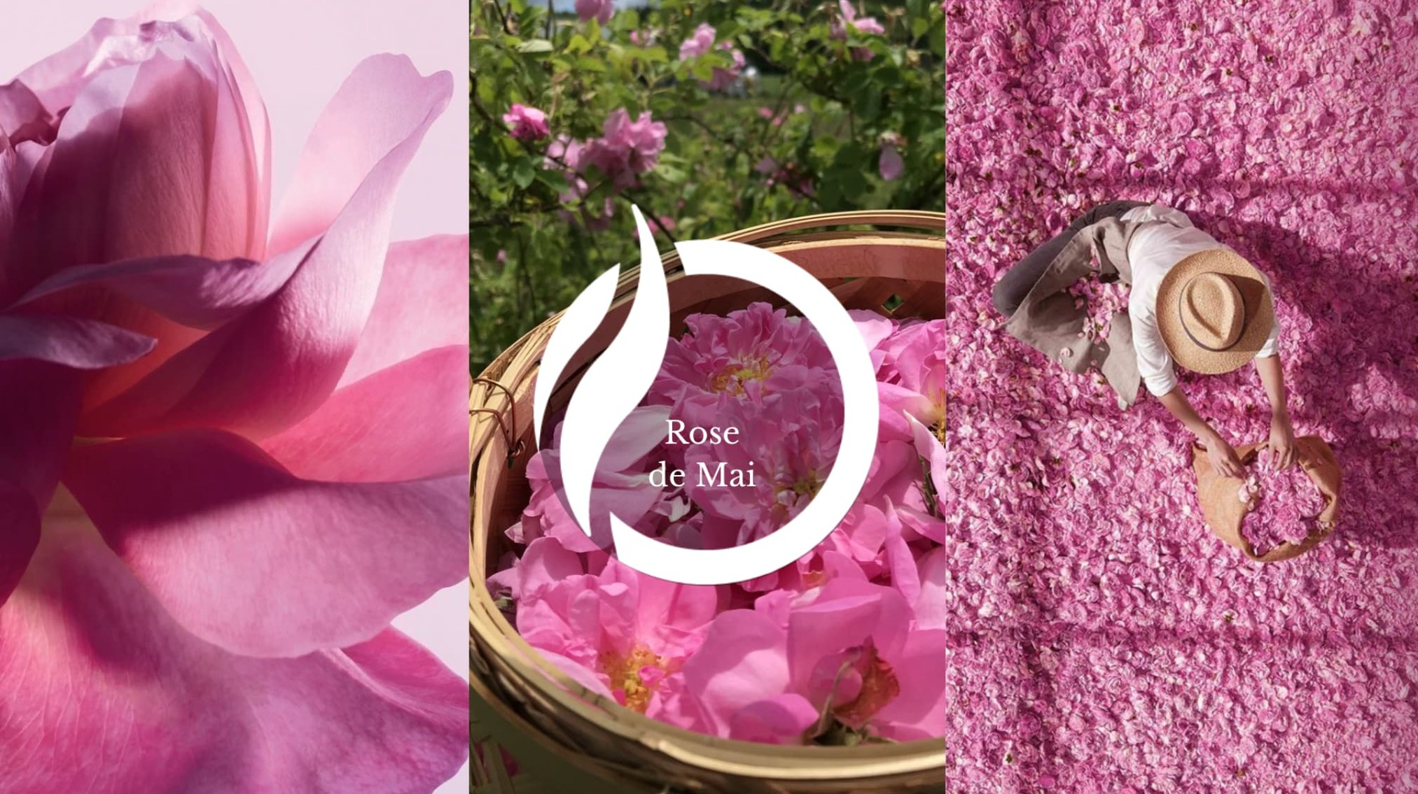 Notas Olfativas Rose de Mai Centro de Inteligencia Sensorial Notas Olfativas Rose de Mai Centro de Inteligencia Sensorial