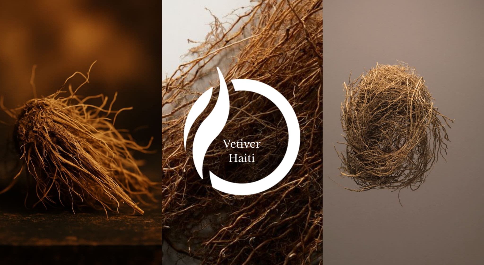 Notas Olfativas Vetiver Haití Centro de Inteligencia Sensorial Notas Olfativas Vetiver Haití Centro de Inteligencia Sensorial