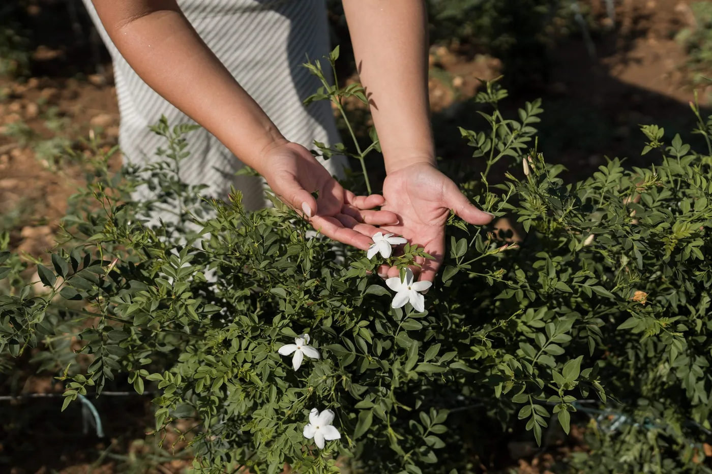 Manos sosteniendo flores blancas entre plantas de cultivo
